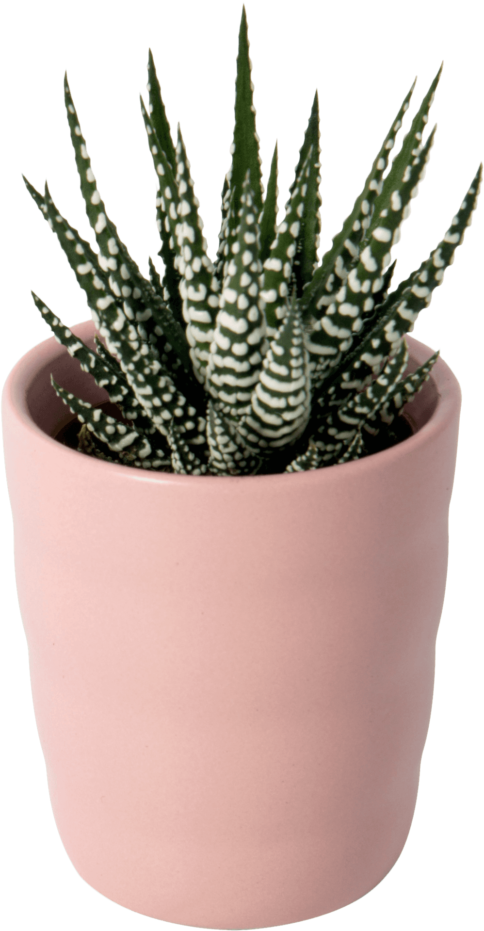 Haworthia Fasciata Zebra Plantin Pink Pot PNG