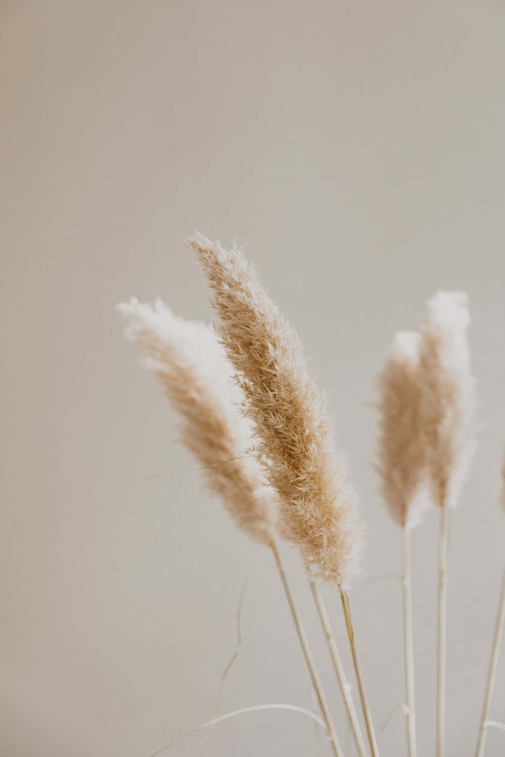 A Vase Of Dried Grasses Against A Beige Background