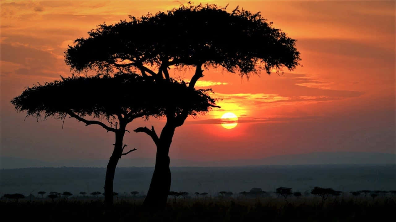 Acacia Tree During Sunset Hd Africa Background