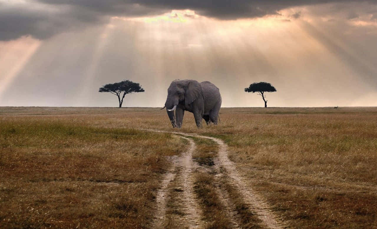 Elephant With Acacia Trees Hd Africa Background