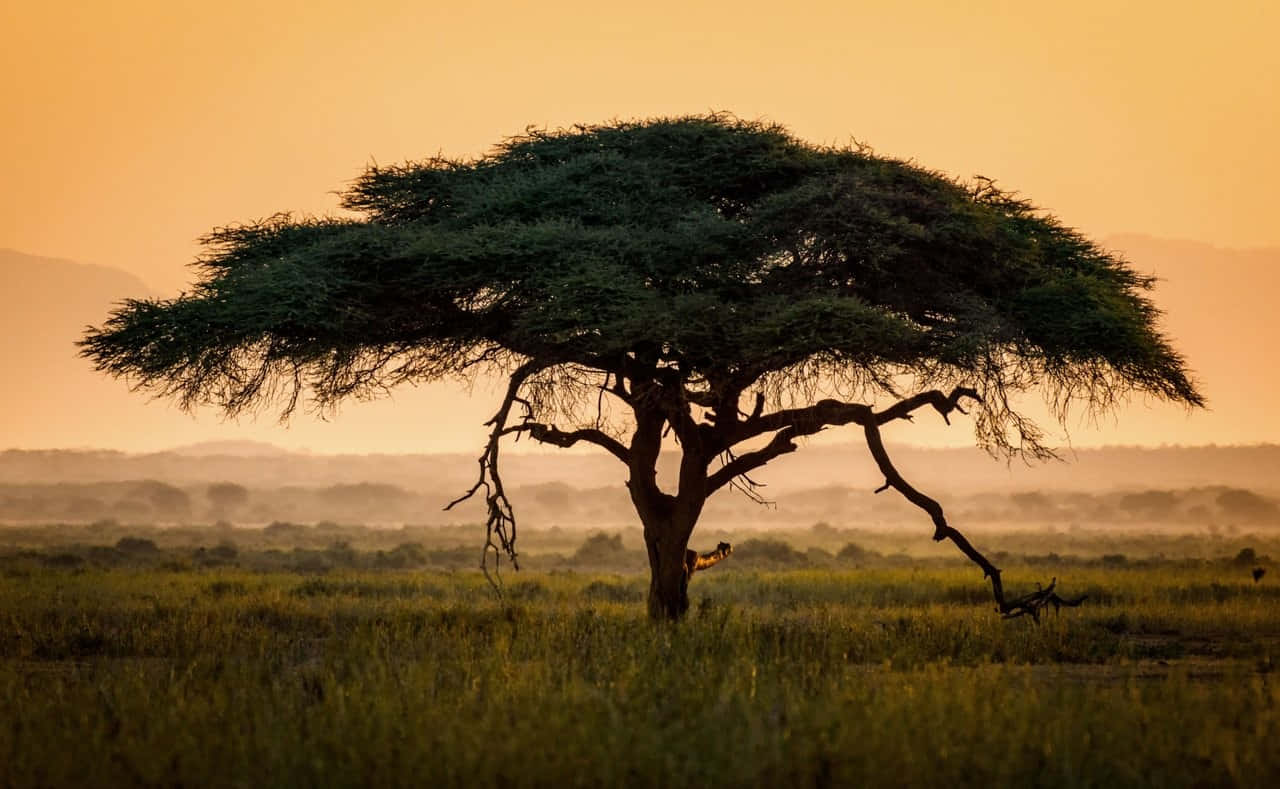 Large Acacia Tree Hd Africa Background