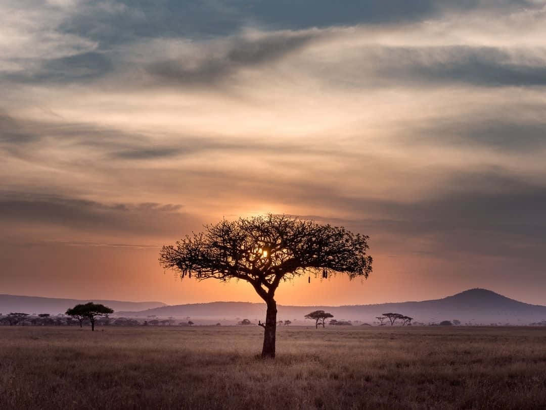 Serengeti National Park Tanzania Hd Africa Background