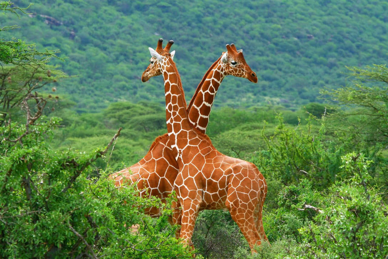 Two Giraffes On Mountain Top Hd Africa Background