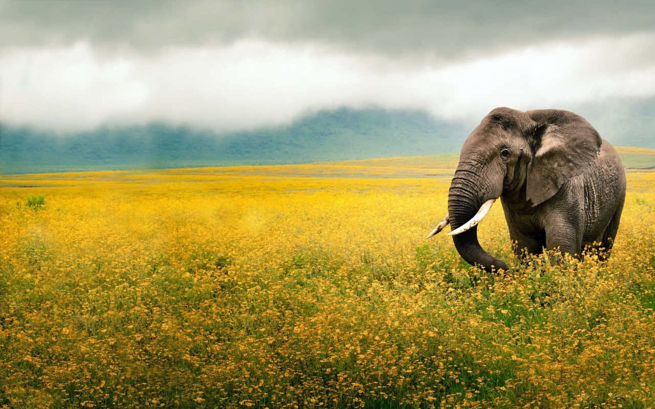 Elephant In Tall Grass Hd Africa Background