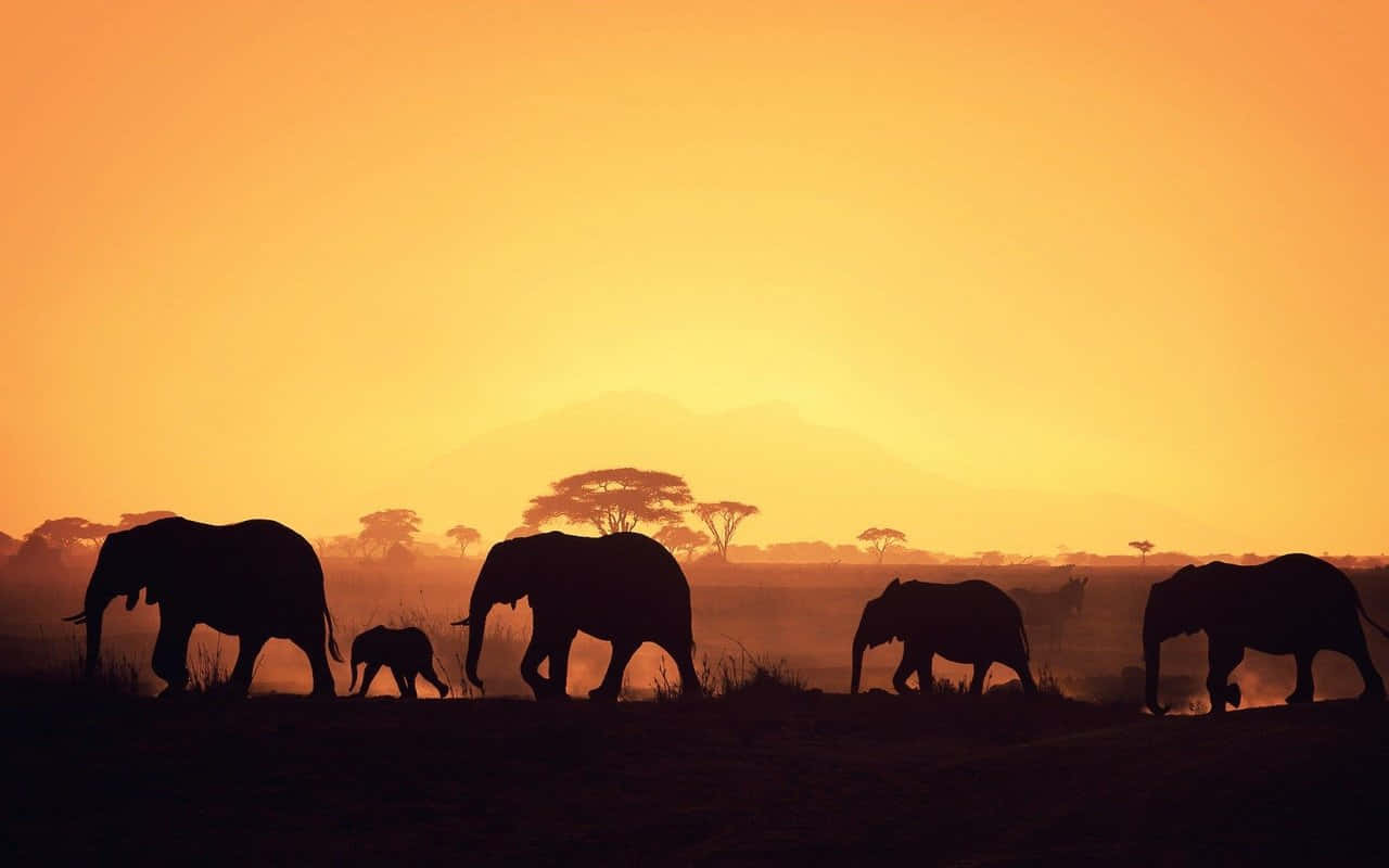 Elephant Silhouette Hd Africa Background