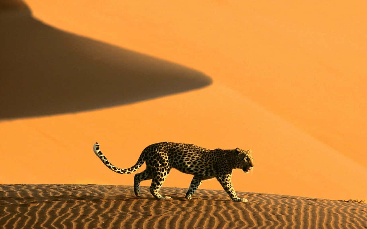 Gepardi Öknen Hd Afrika Bakgrund.