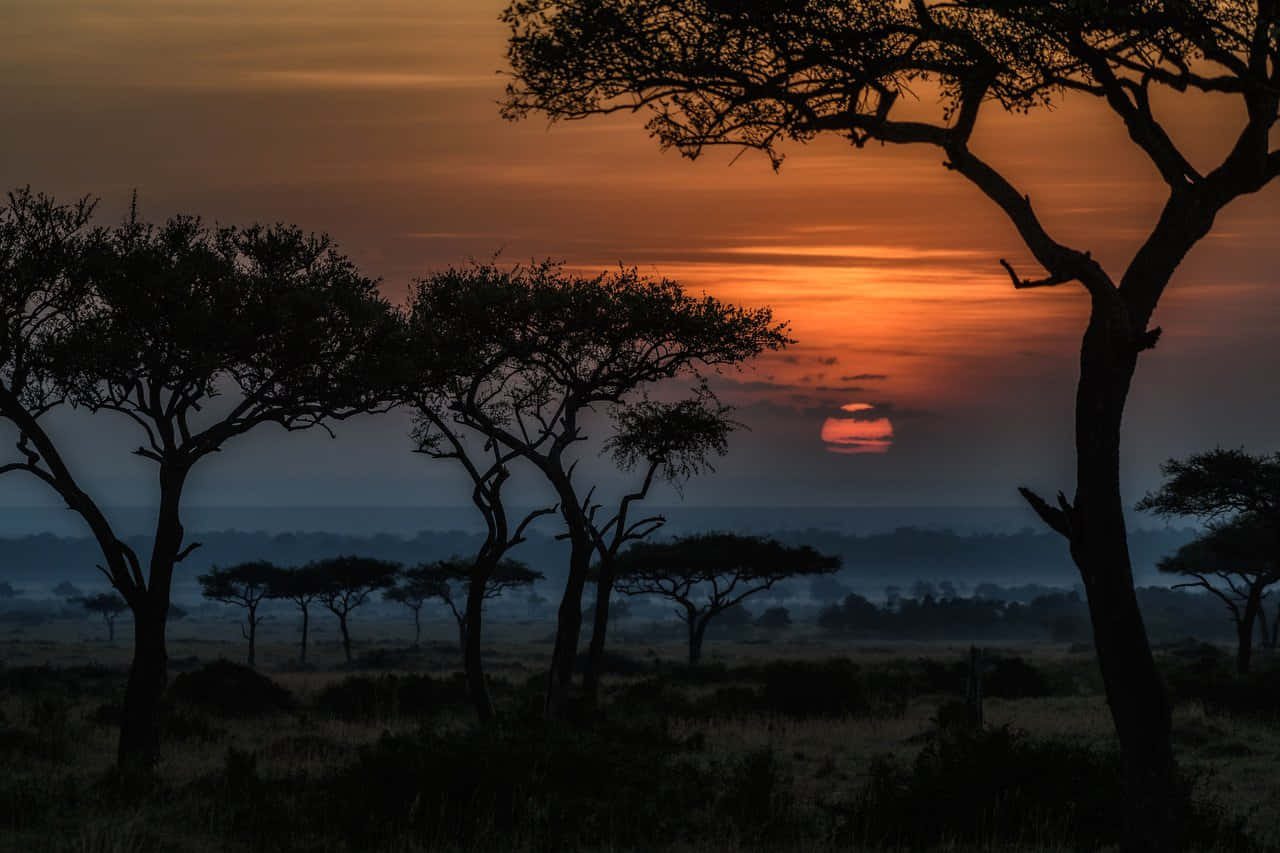 Acacia Trees During Sunset Hd Africa Background