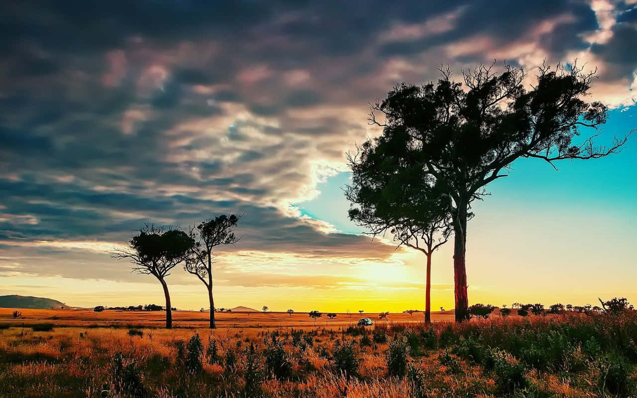 Trees And Storm Clouds Hd Africa Background