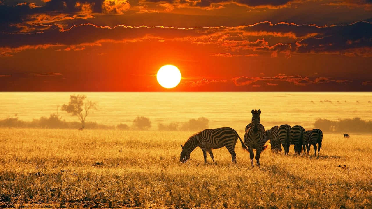 Zebrasbei Sonnenuntergang Hd Afrika Hintergrund