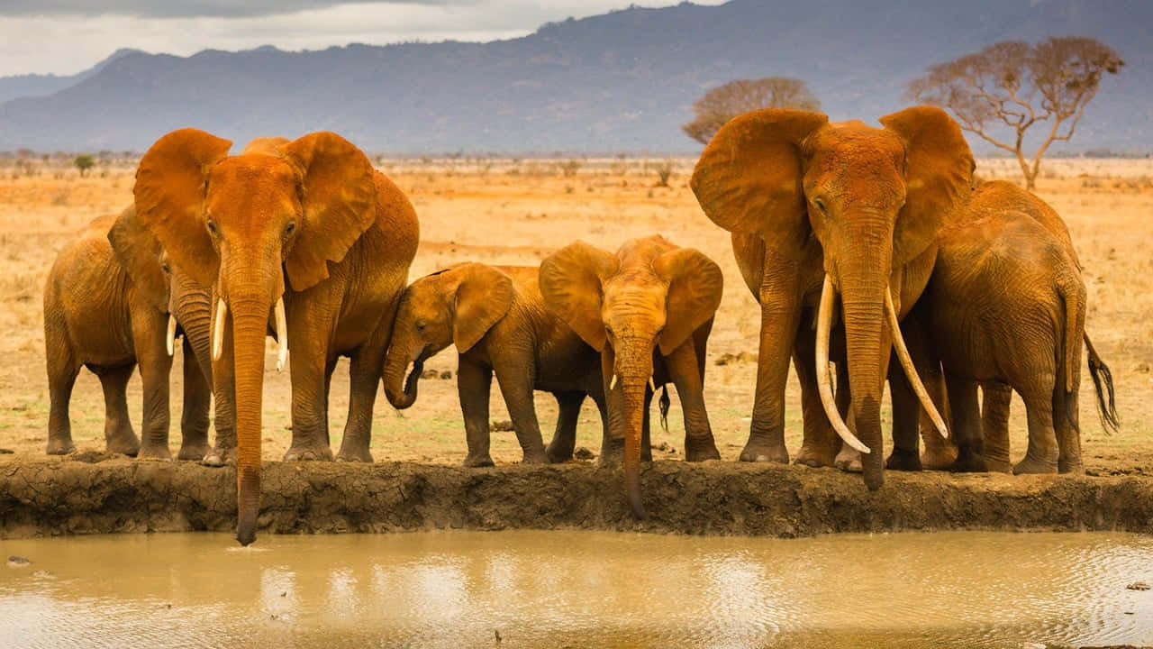 Herd Of Elephants In Swap Hd Africa Background