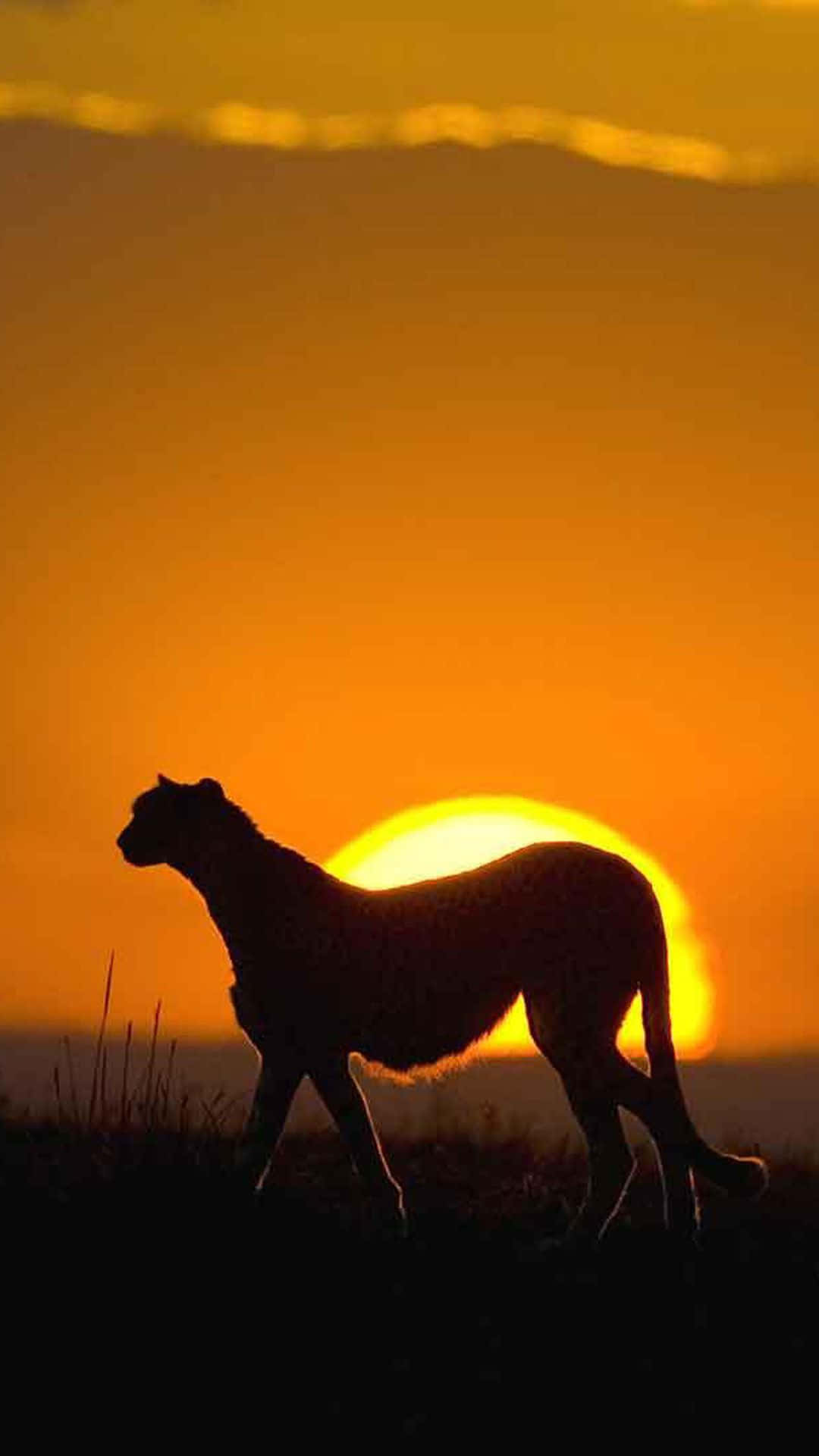 Wildlifesilhouette Des Geparden Hd Afrika Hintergrund