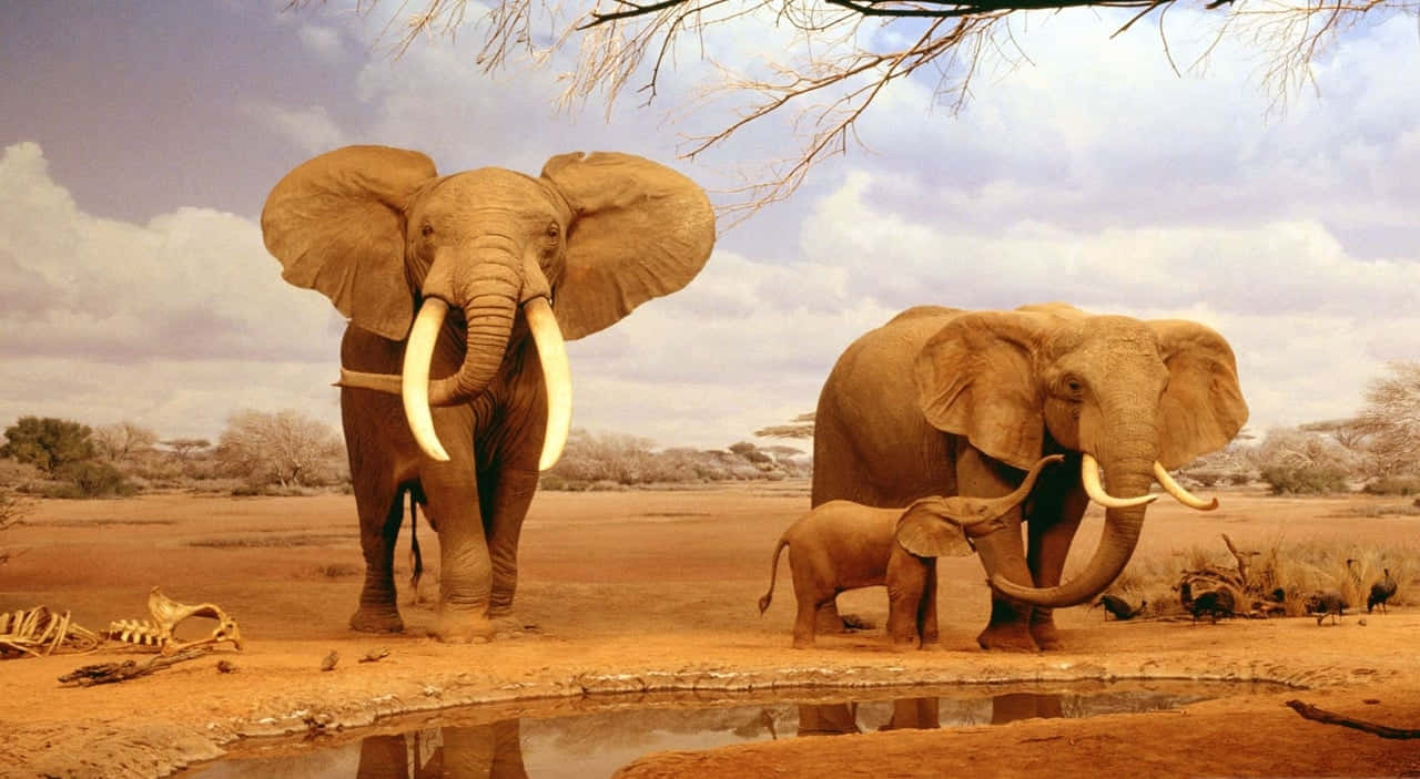 Elephant Family In Oasis Hd Africa Background