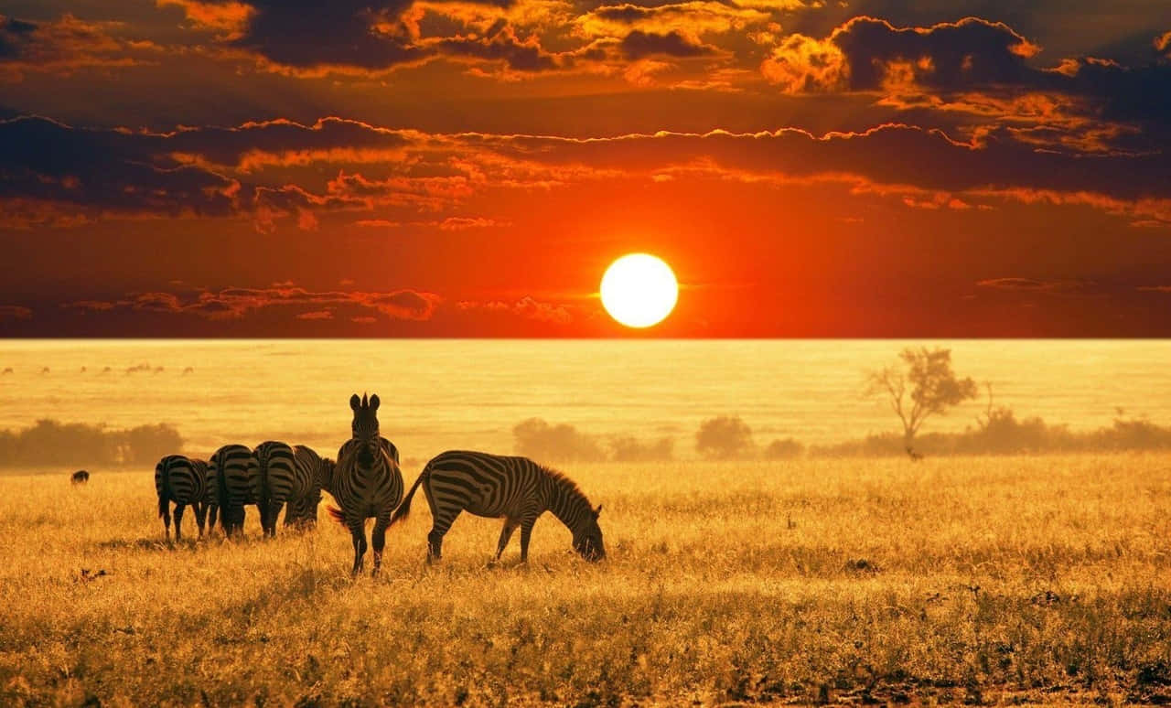Zebras Grazing In The Grass At Sunset