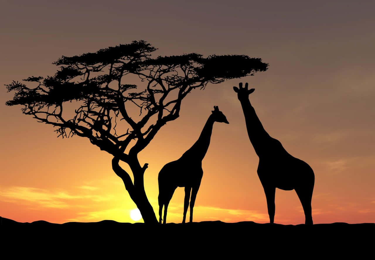Silhouette Of Giraffes During Sunset Hd Africa Background