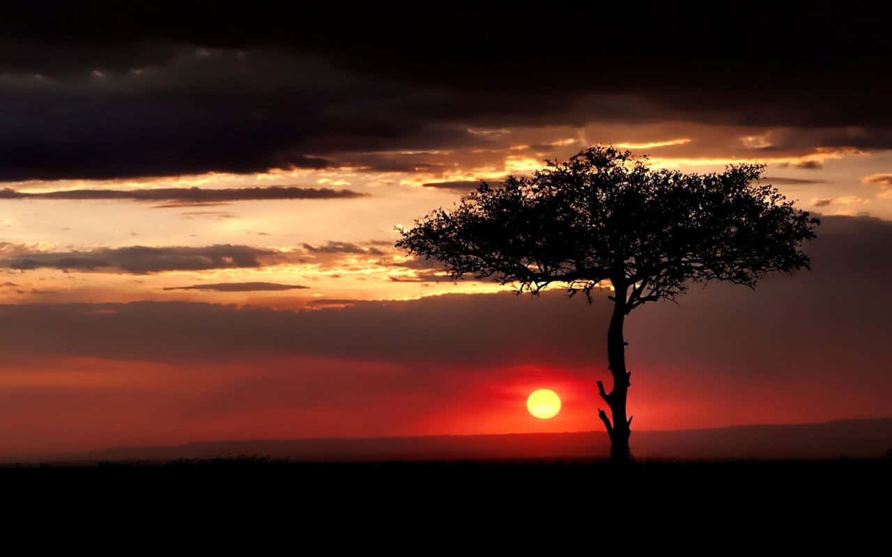 Tall Acacia Tree Sunset Hd Africa Background