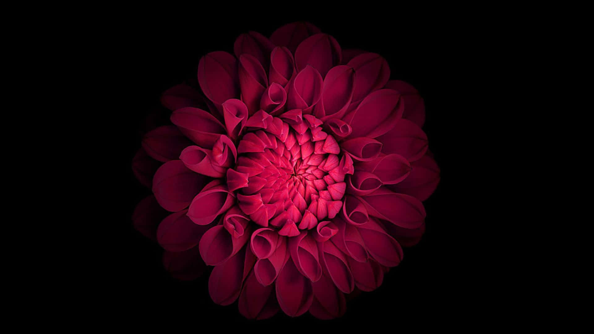 Download A Red Flower On A Black Background | Wallpapers.com