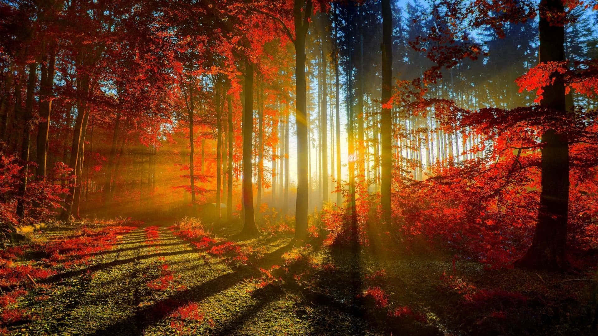 HD Autumn Sun Through Forest Wallpaper