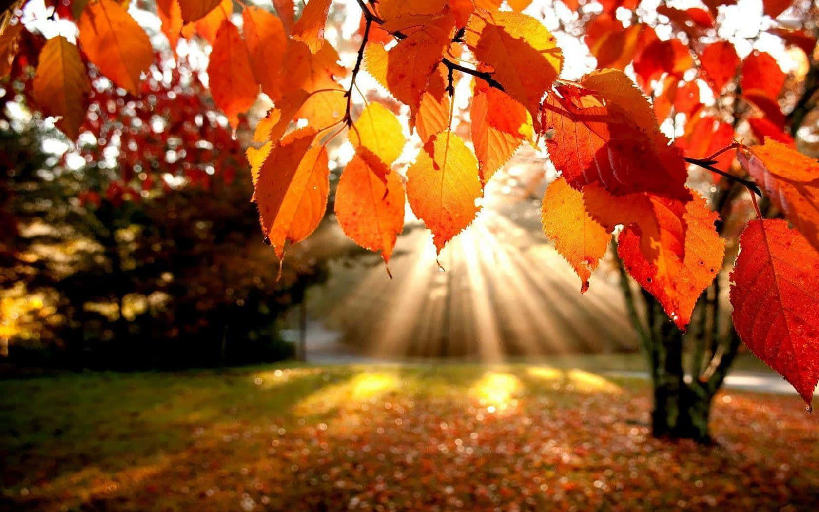 HD Autumn Sunlight Through Leaves Wallpaper