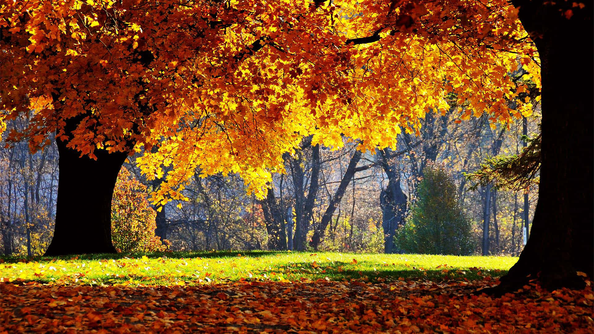Nyd sæsonen med en gåtur i efterårsskovene Wallpaper