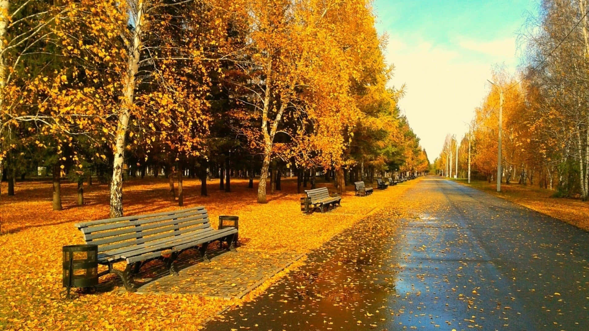 HD Autumn Road Side Benches Wallpaper