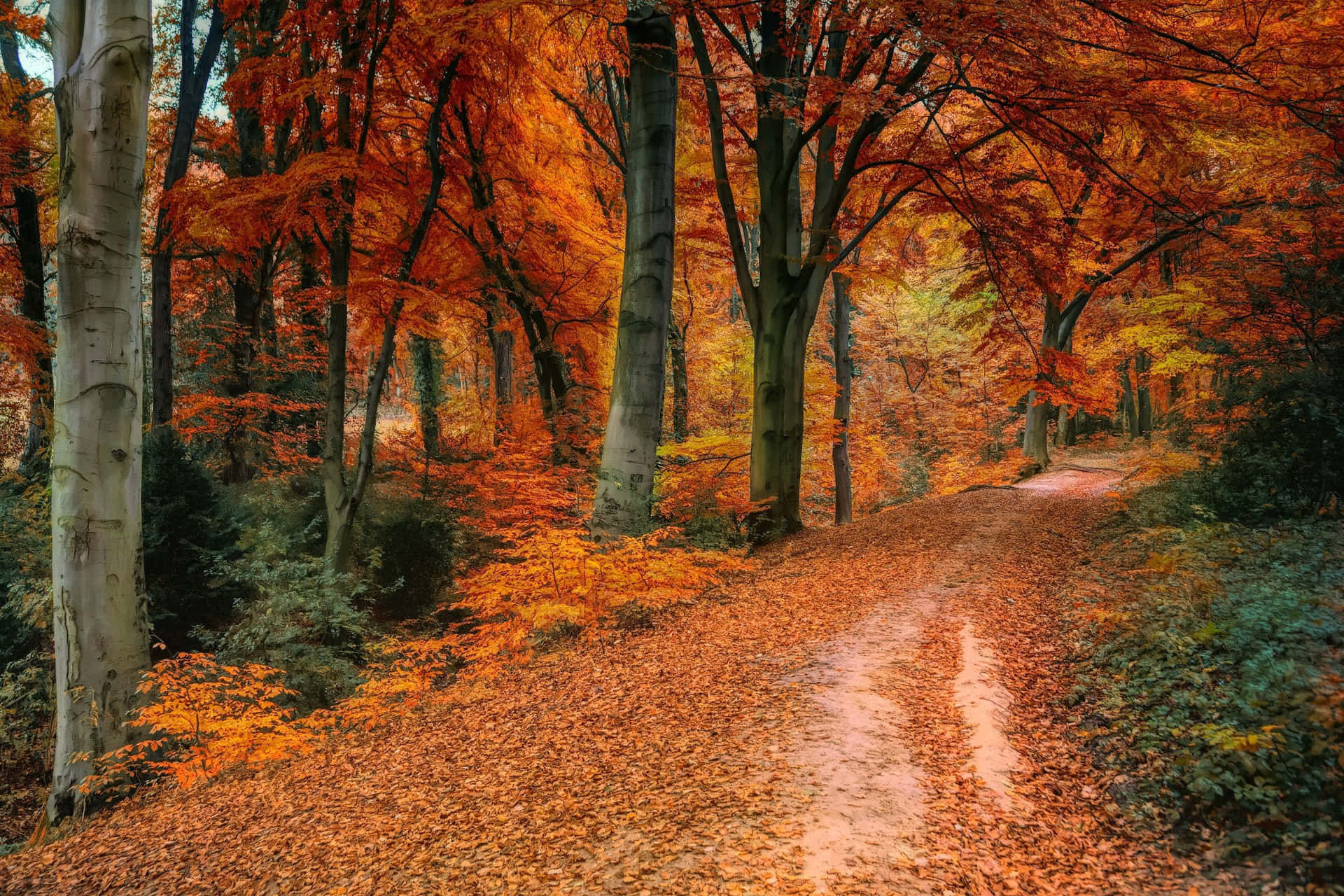 HD Autumn Scene with Red and Yellow Leaves Wallpaper