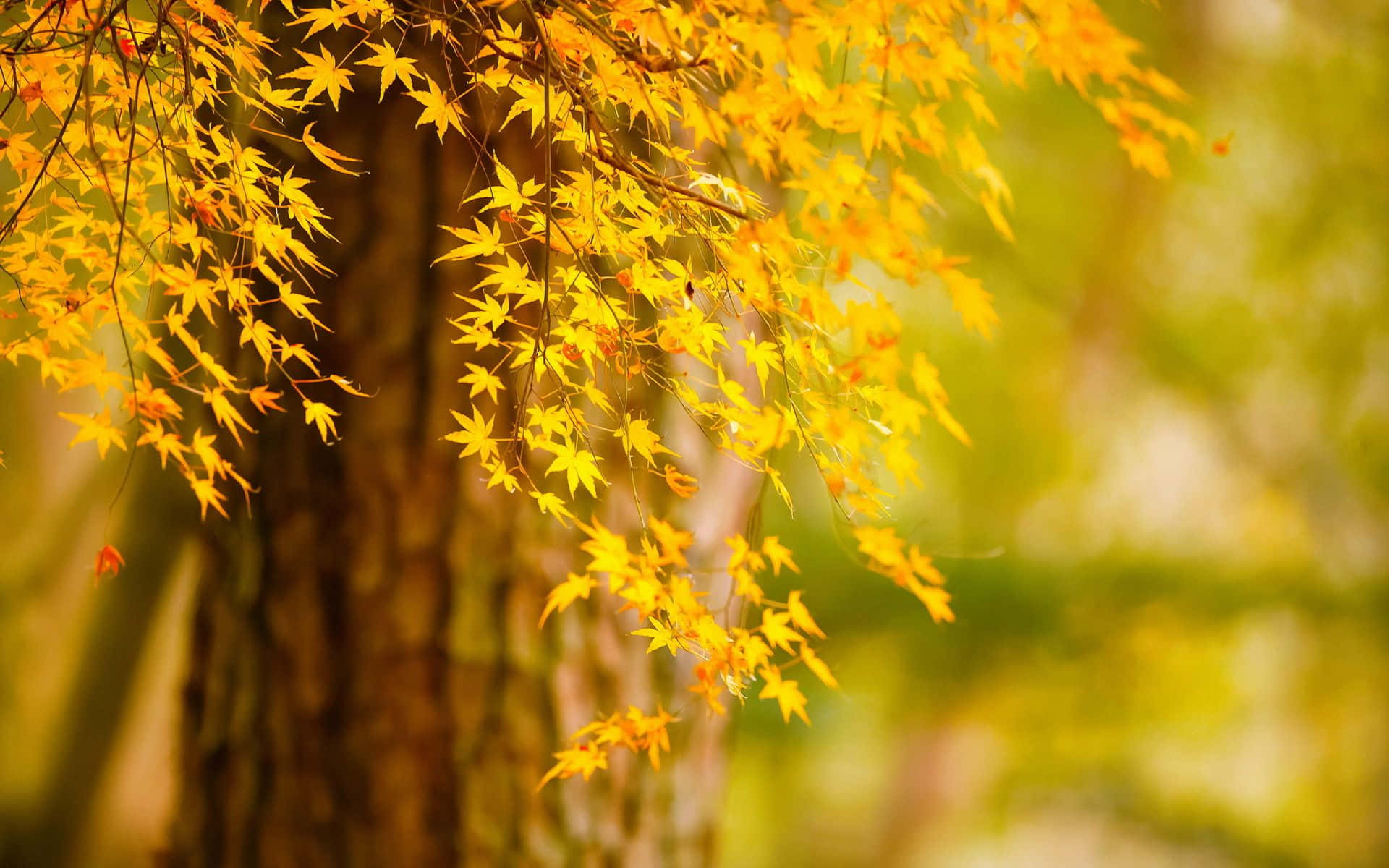 Unasingola Foglia Posata Su Un Ramo Dell'albero Mostra I Vivaci Colori Dell'autunno Sfondo