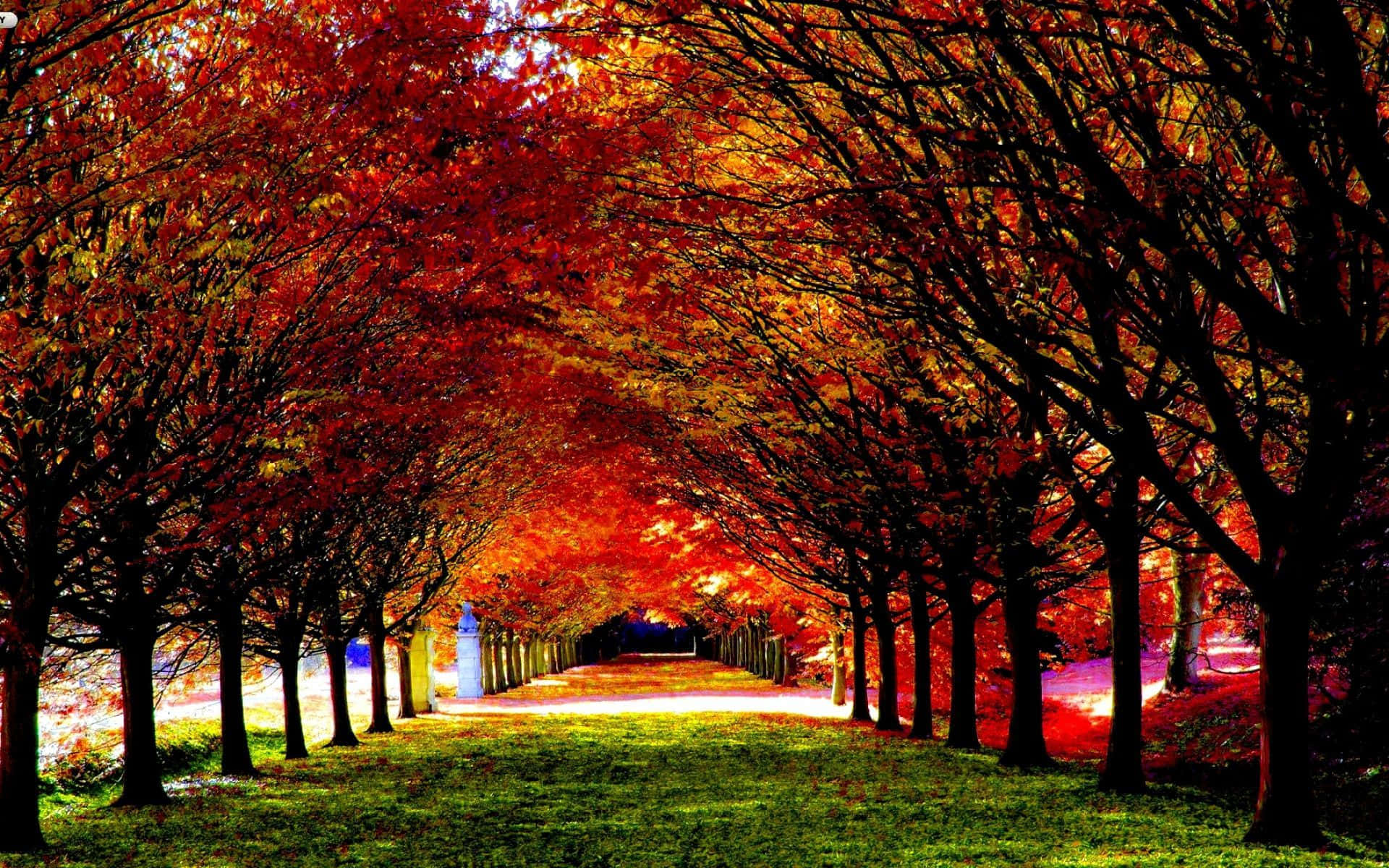 En vej, beklædt med træer fyldt med sangfugle Wallpaper