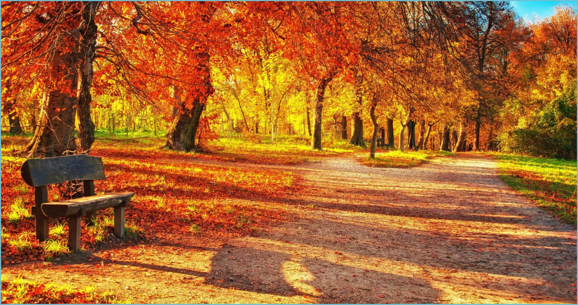 Orange,rote Und Gelbe Blätter An Einem Sonnigen Herbsttag Wallpaper