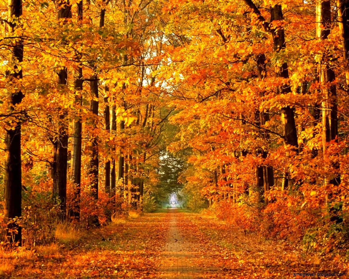 HD Autumn Trees Wallpaper