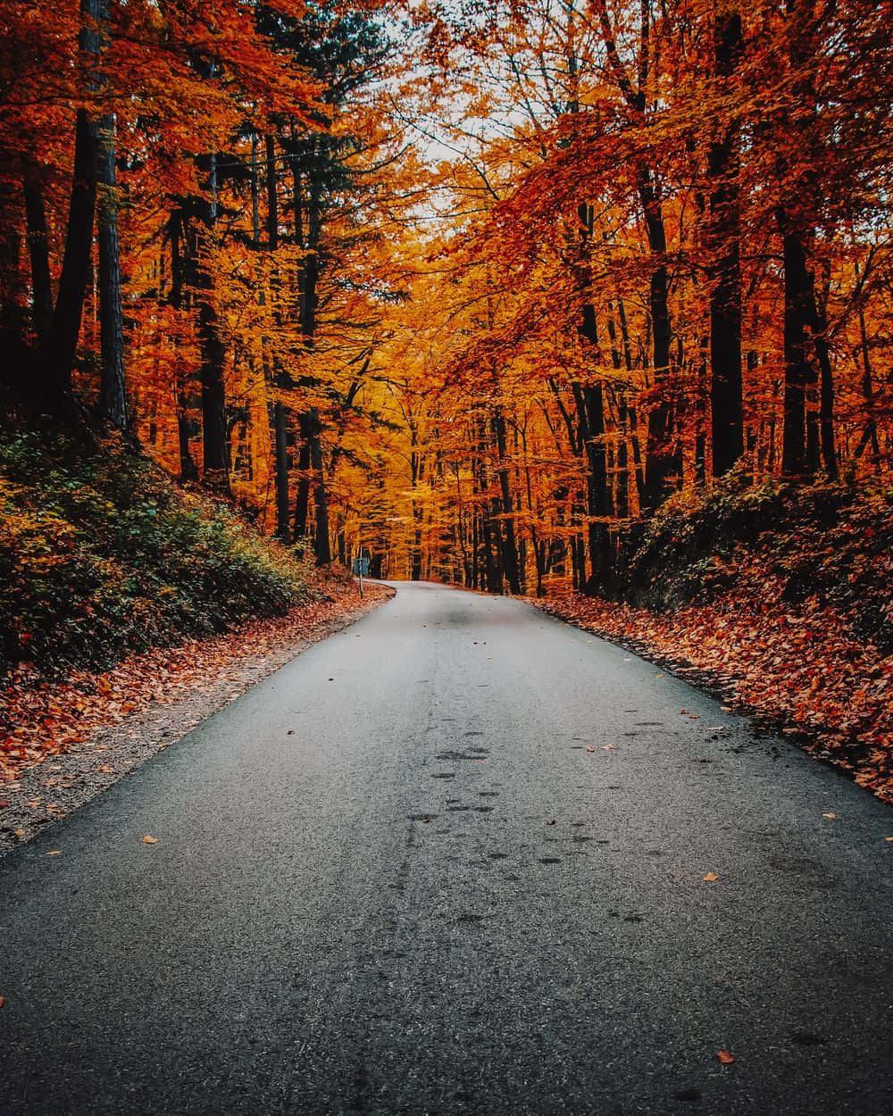 Njutav Höstens Skönhet Med Denna Pittoreska Landskapet Som Bakgrundsbild På Din Dator Eller Mobiltelefon. Wallpaper