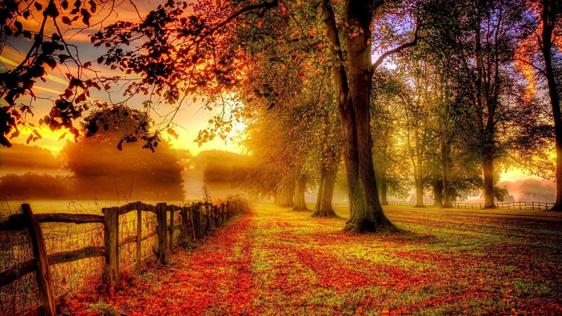 Nyd den varme farve af efterårets løvtræer Wallpaper