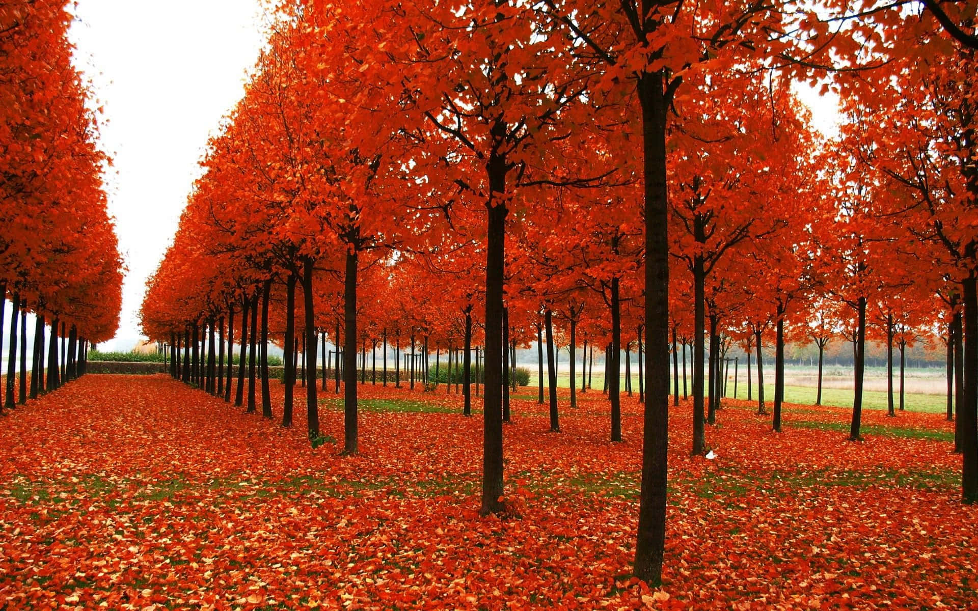 Einfriedlicher Und Ruhiger Blick Auf Die Natur In Ihrer Wunderbaren Herbstlichen Pracht. Wallpaper
