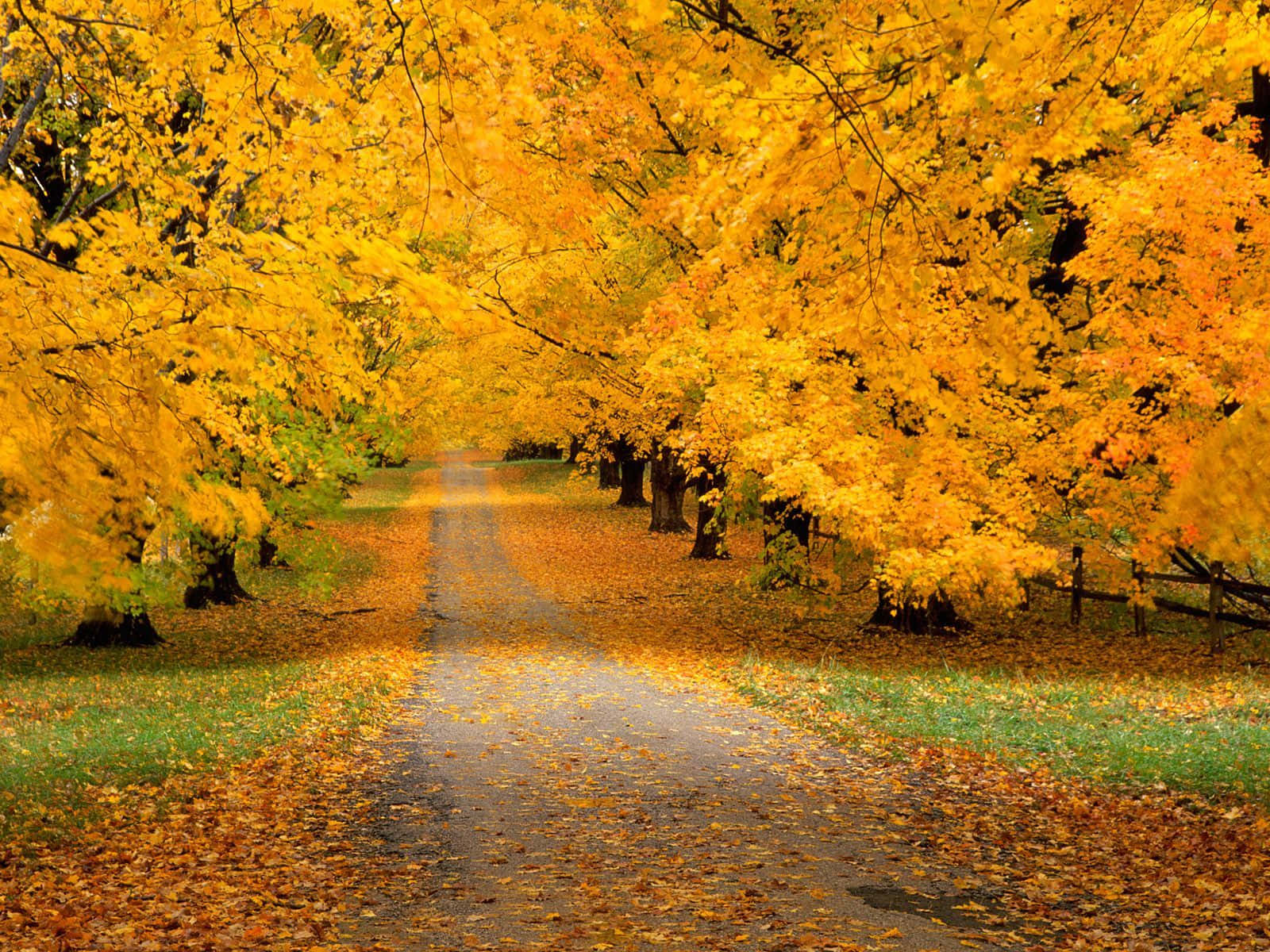 HD Autumn Road With Fallen Leaves Wallpaper