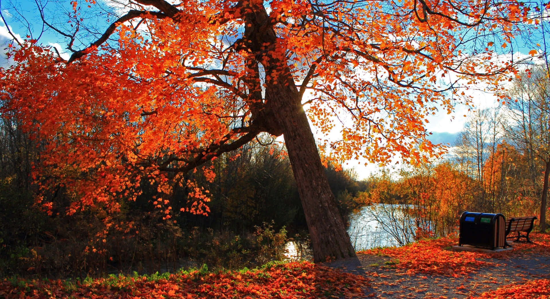 Take a peaceful stroll in the breathtaking hues of fall! Wallpaper