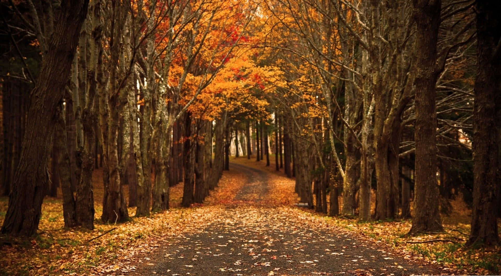 Enjoy the magical autumn season Wallpaper