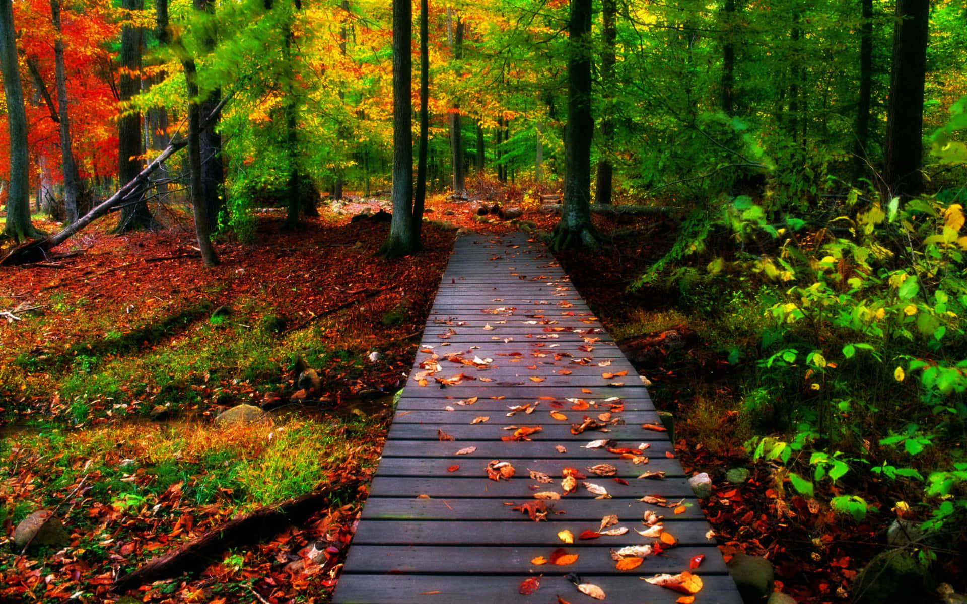 A peaceful view of nature in fall Wallpaper