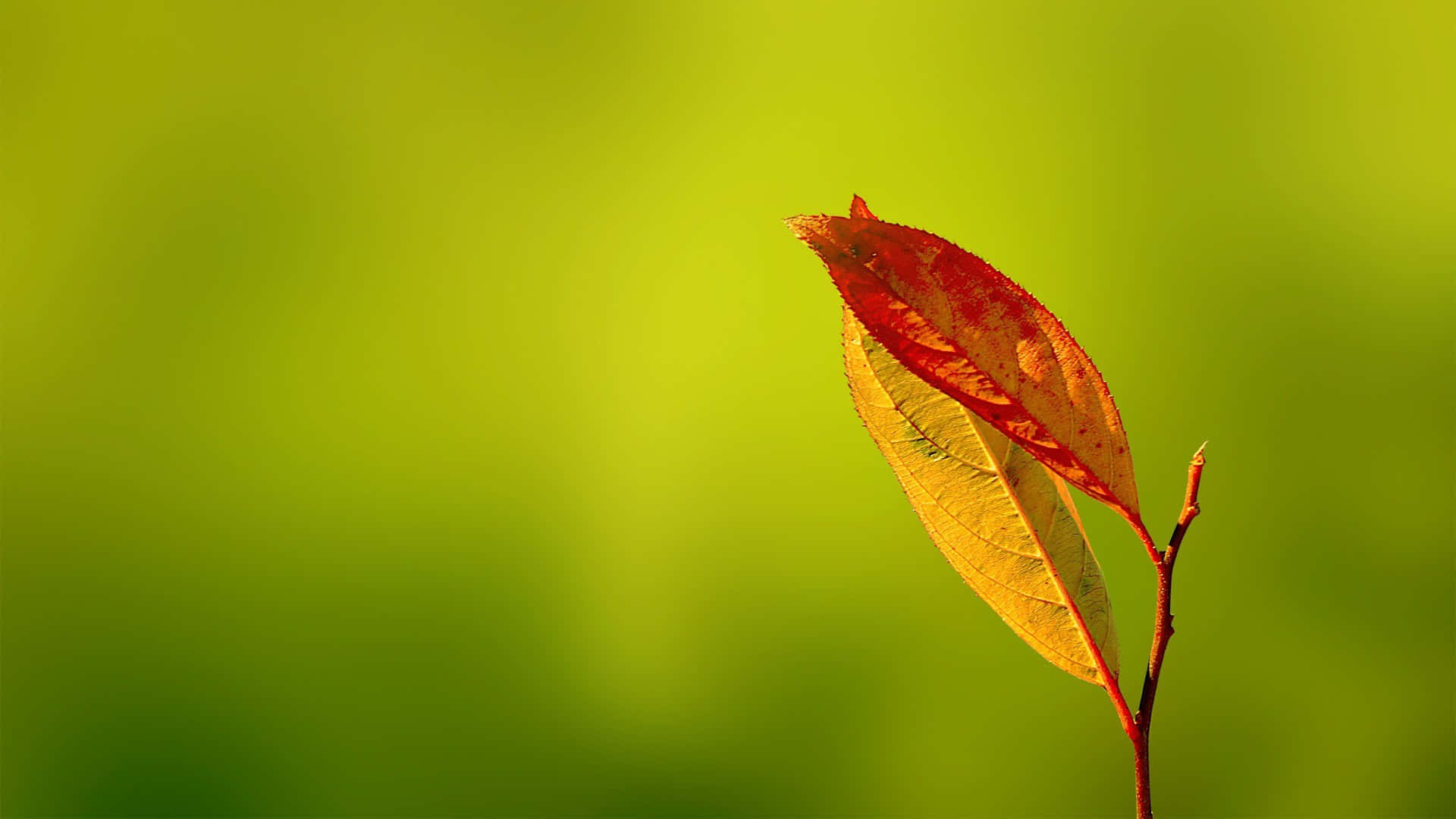 a leaf on a branch