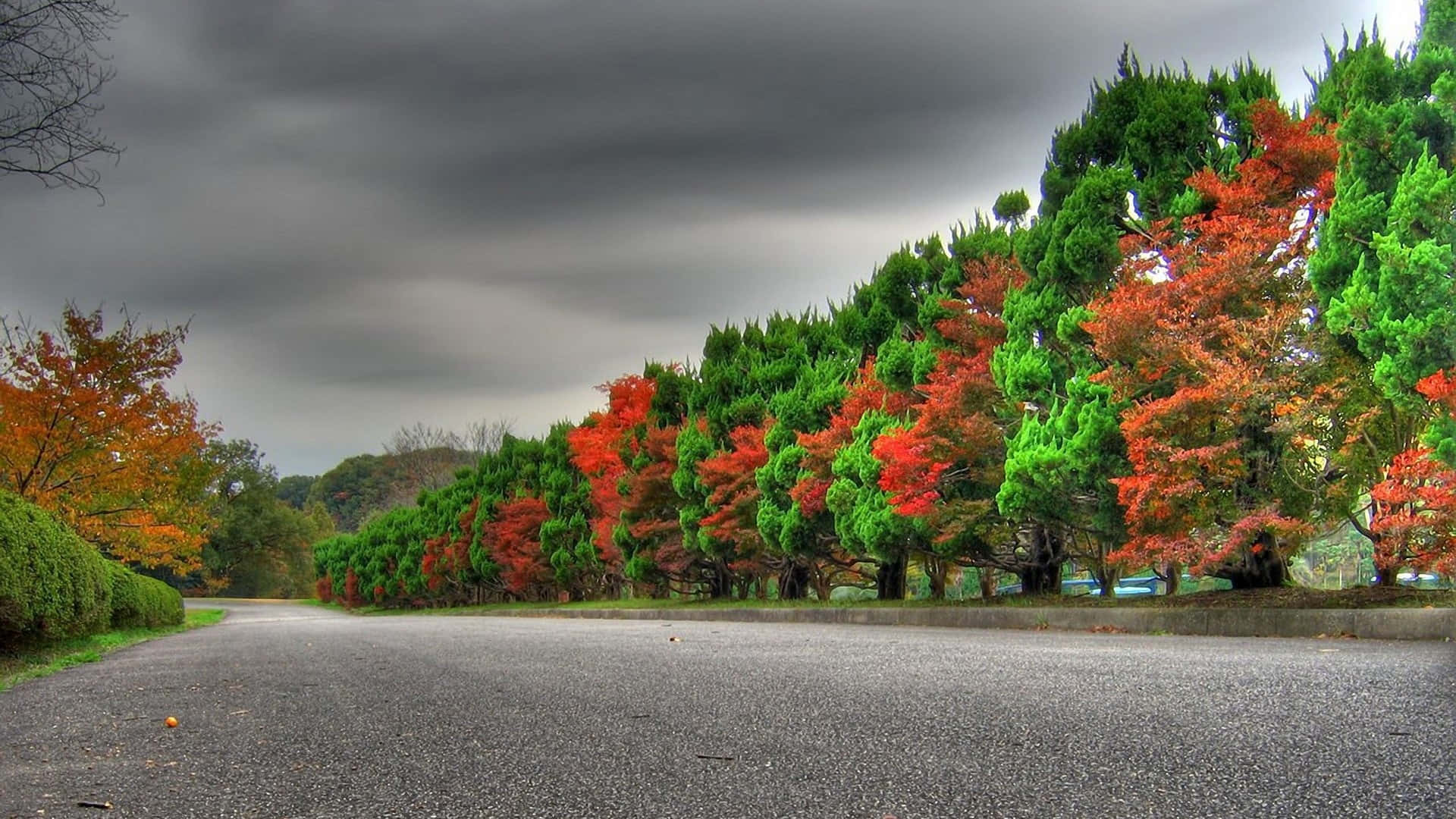a road lined with trees with colorful leaves Wallpaper