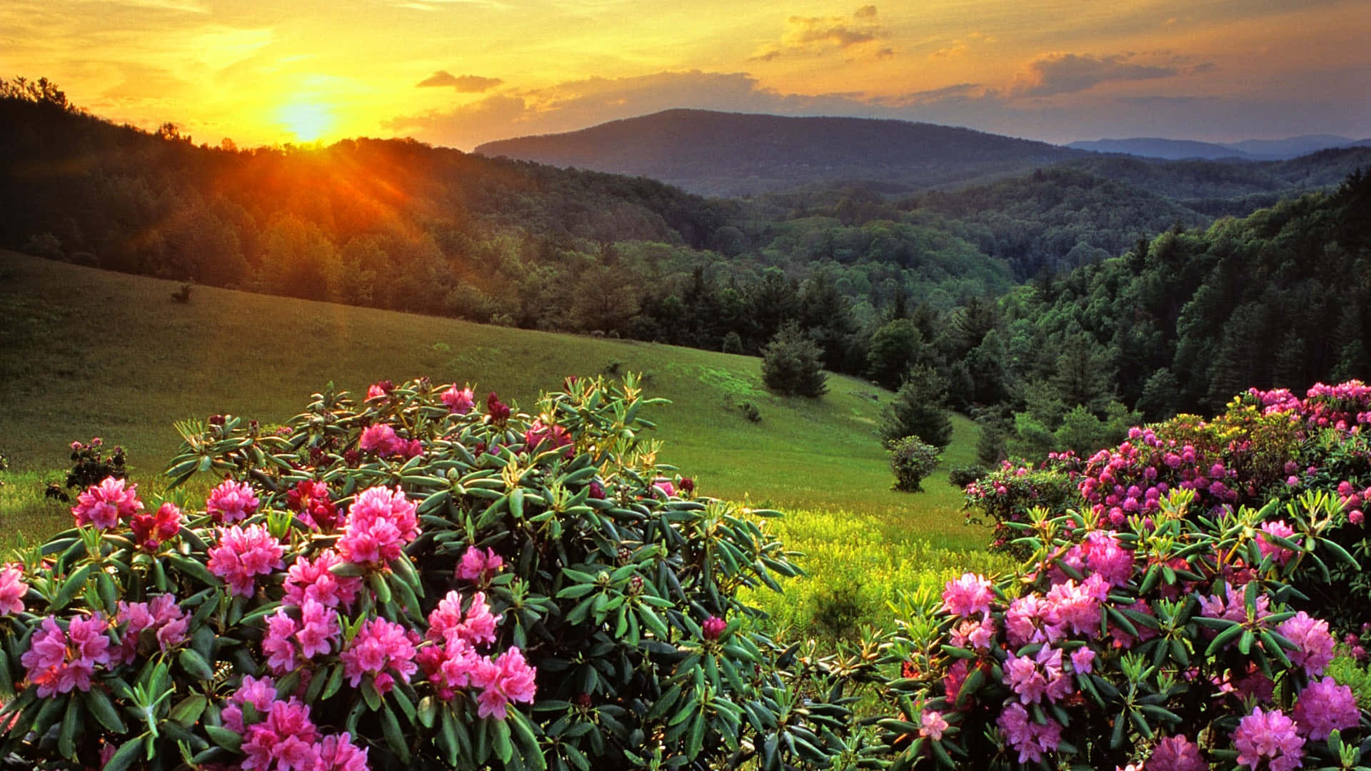 A Beautiful Sunset Over A Mountain With Pink Flowers Wallpaper