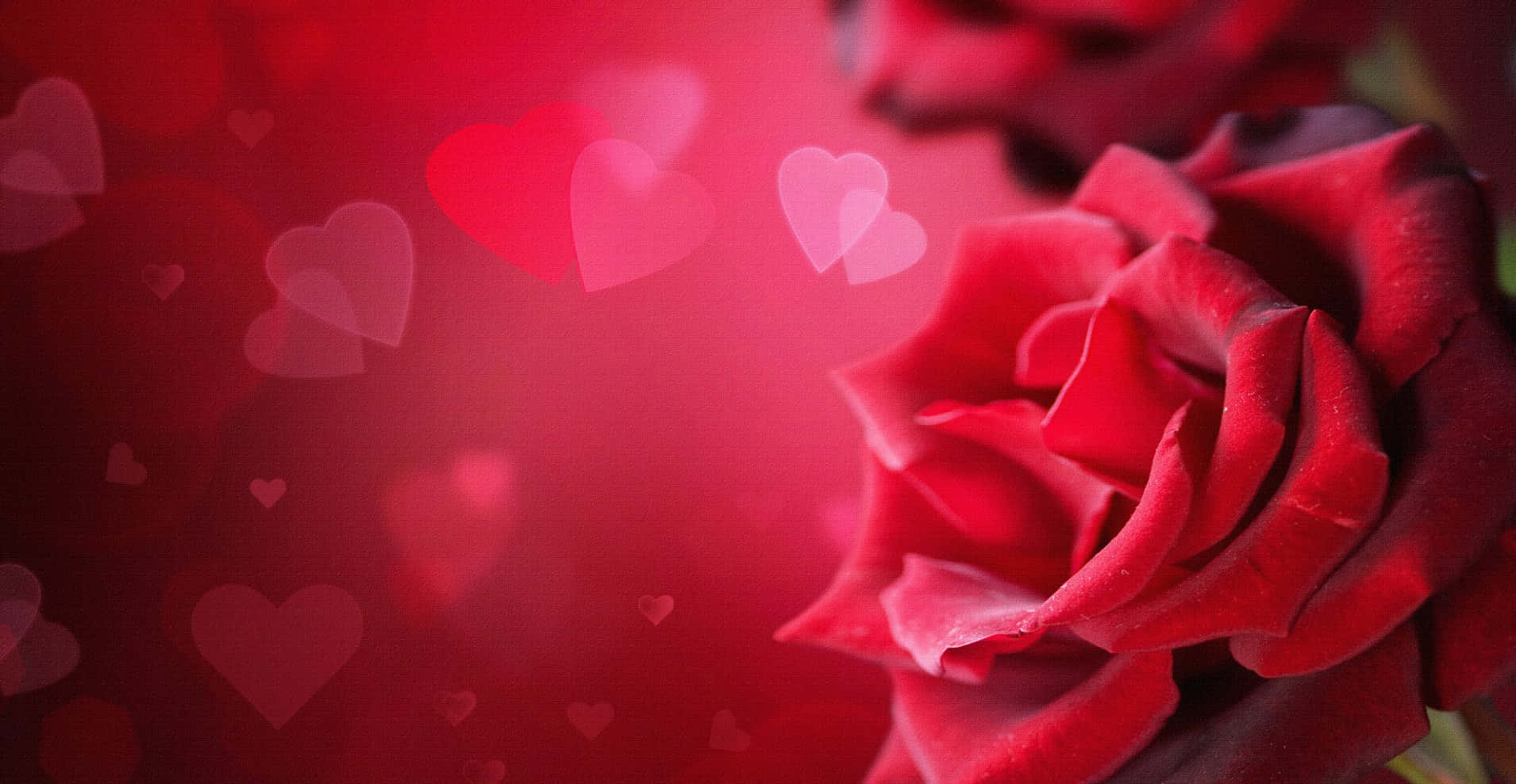 Rose Flower Valentine HD Background