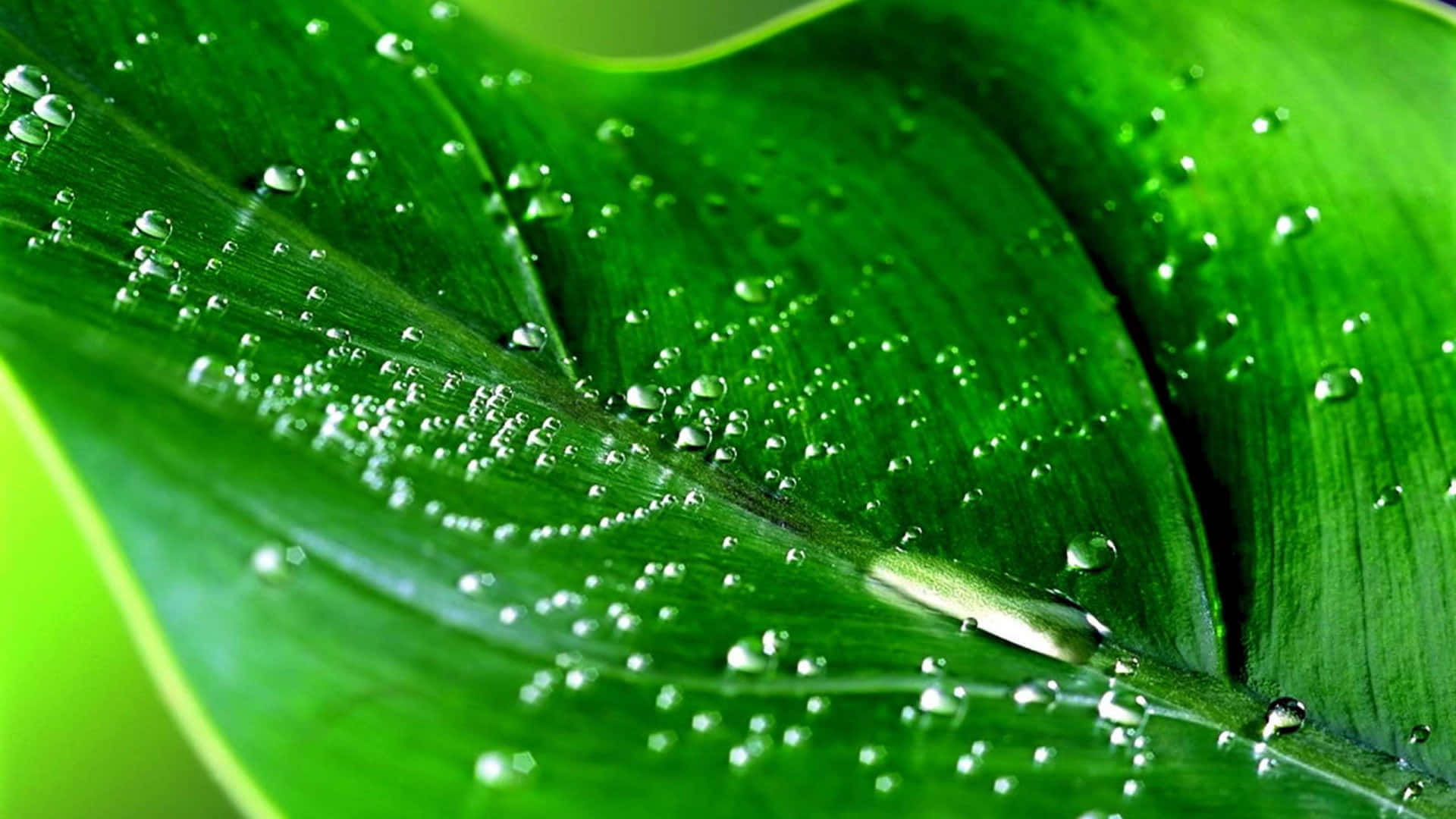 Dew Drops On Leaf HD Background