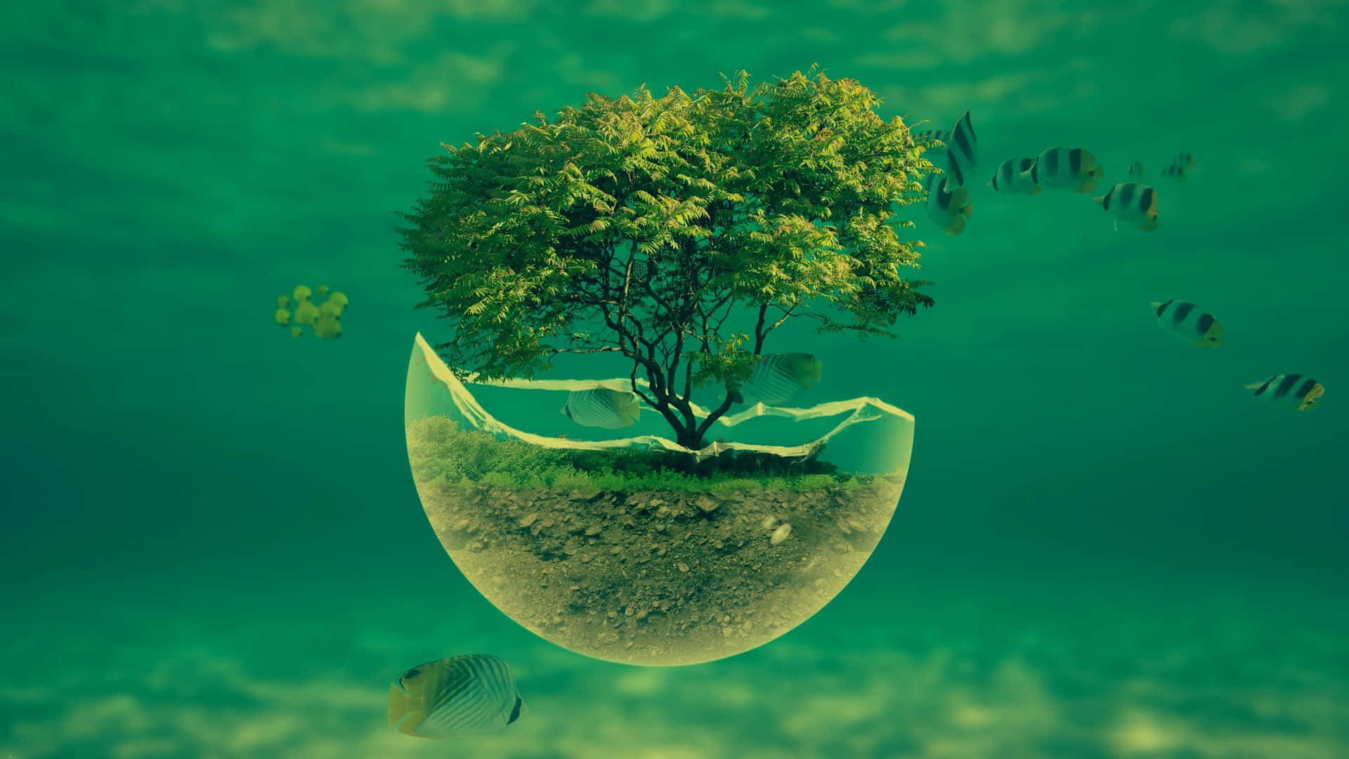 a tree in an egg with fish swimming around it Wallpaper