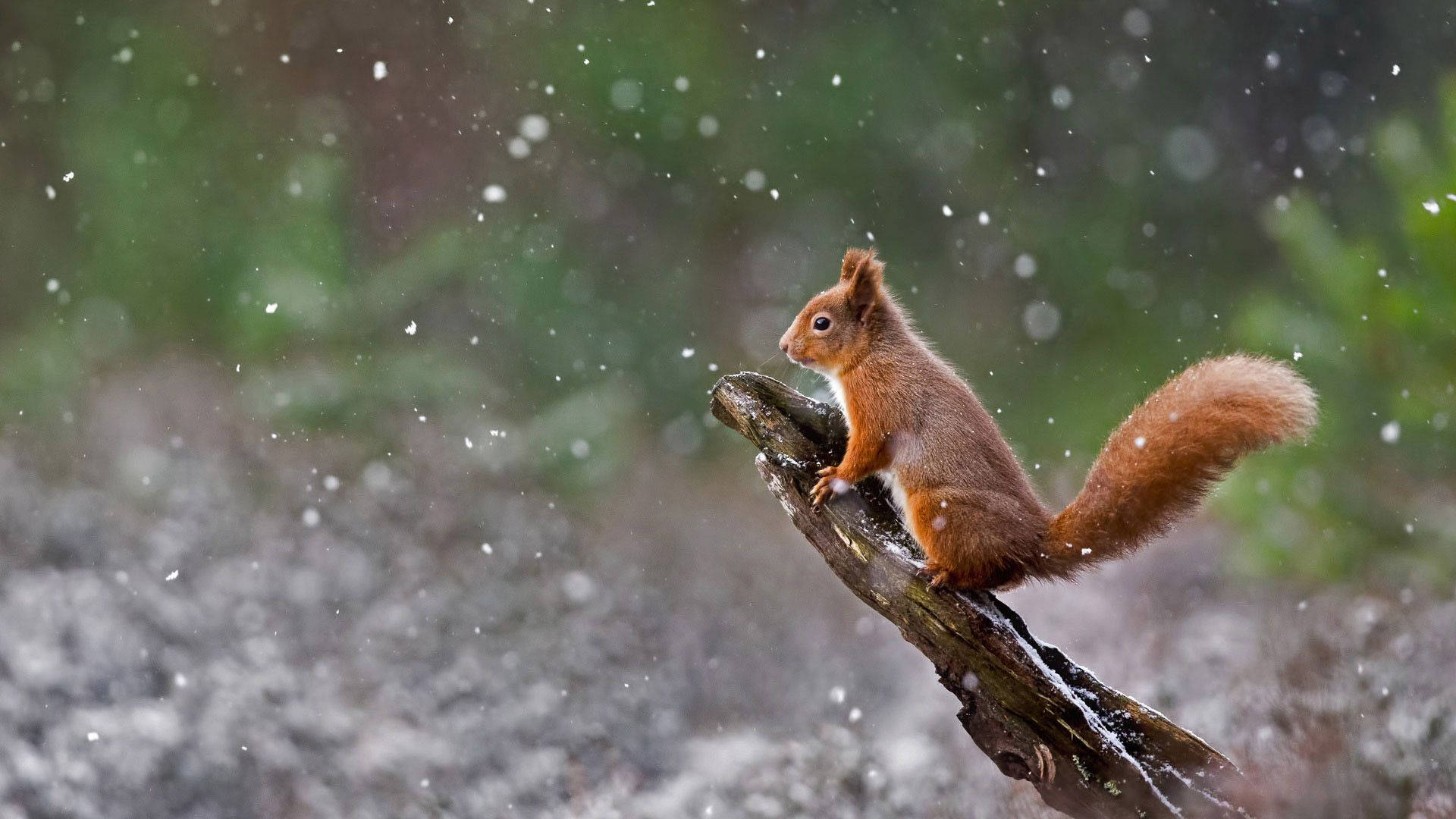 Adorable Squirrel Sitting On Tree Branch Wallpaper