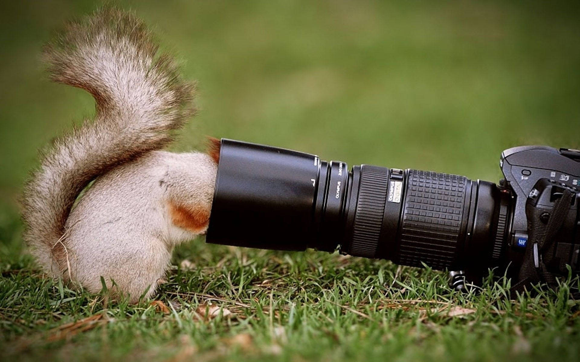 Hd Camera And A Squirrel Wallpaper