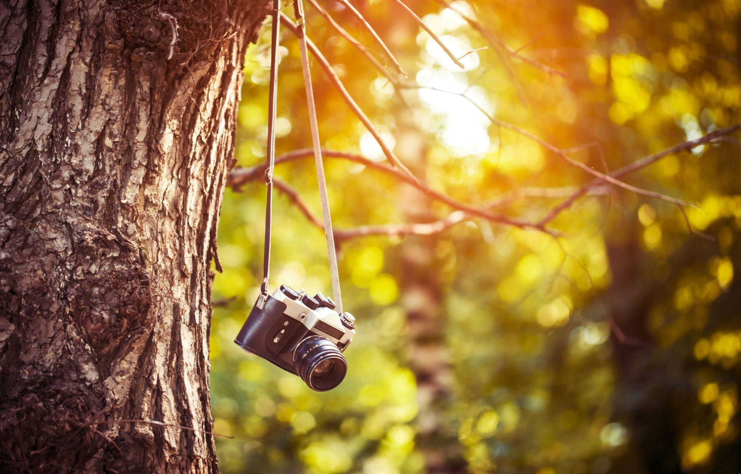 Hd Camera Hanging On A Tree Wallpaper