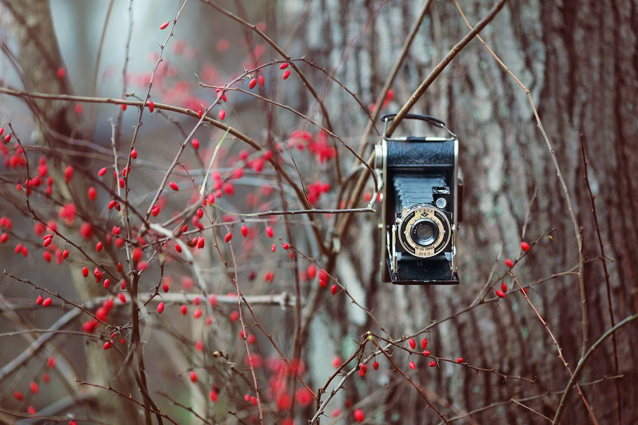 Hd Camera On A Red Berry Tree Wallpaper
