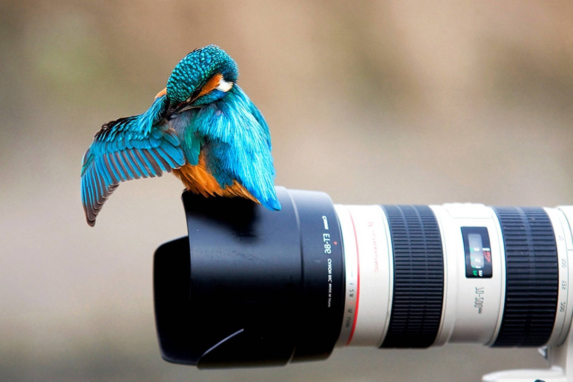 Hd Camera With Kingfisher Bird Wallpaper