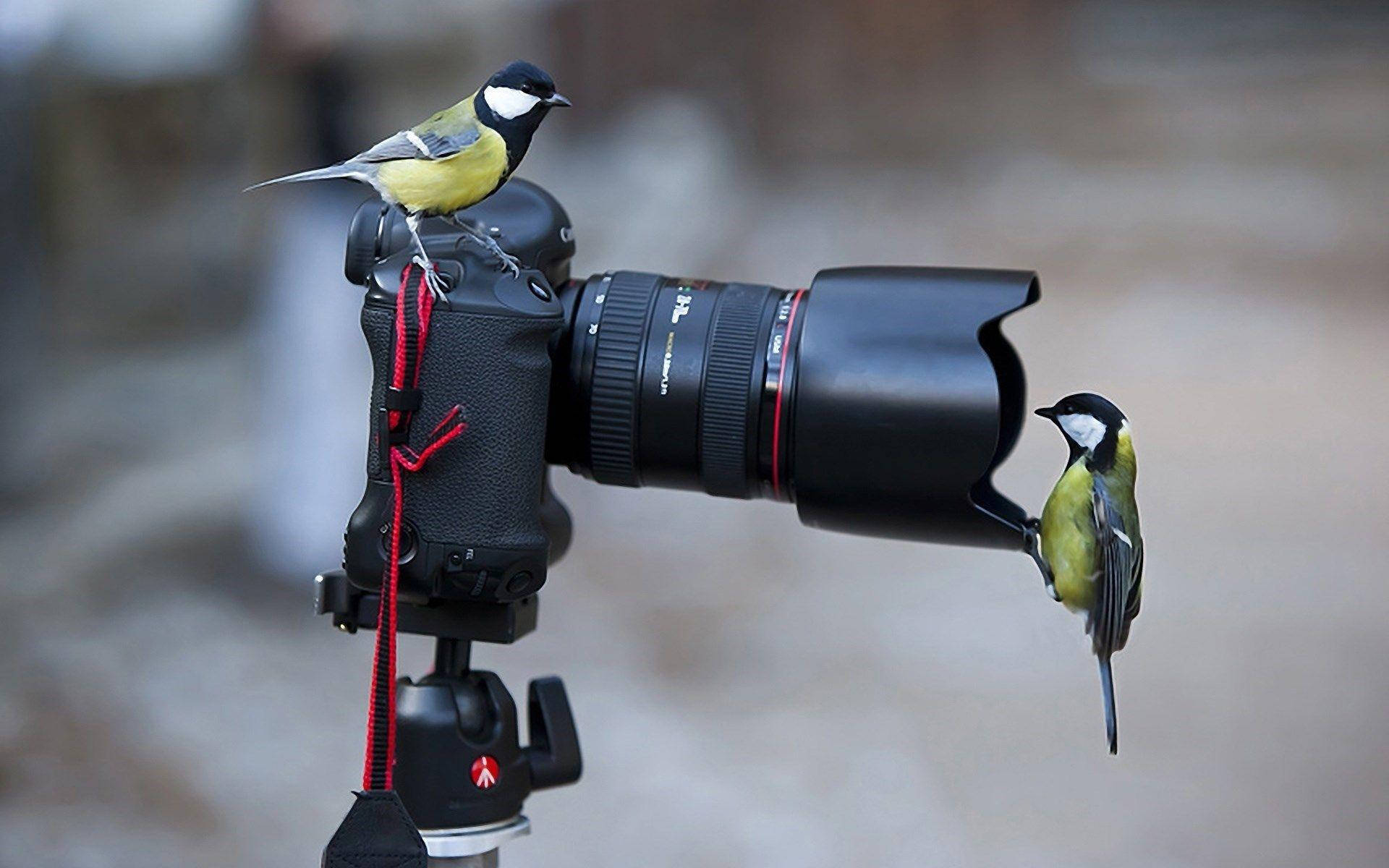 Hd Camera With Two Birds Wallpaper