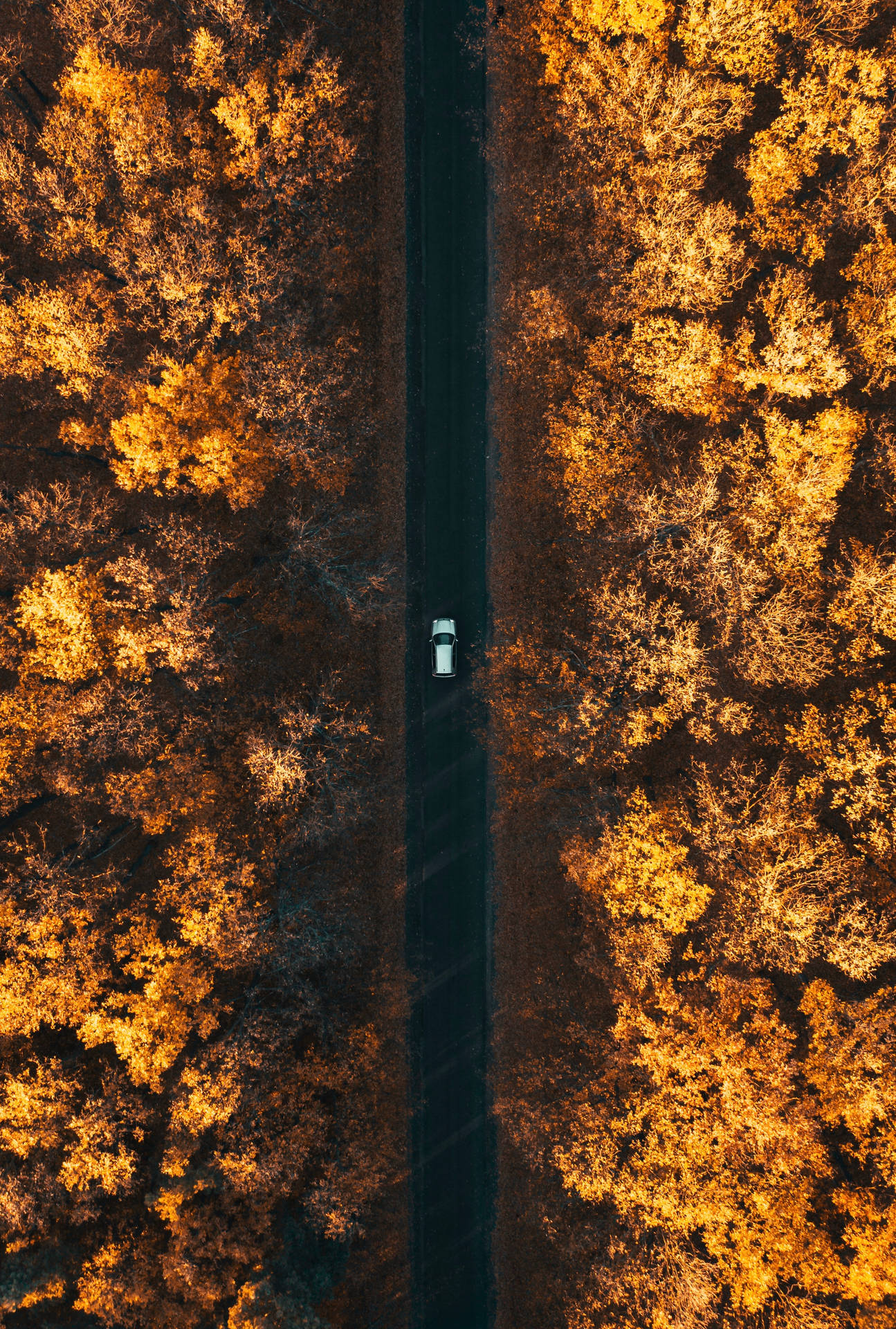Hd Car In Autumn Forest Wallpaper