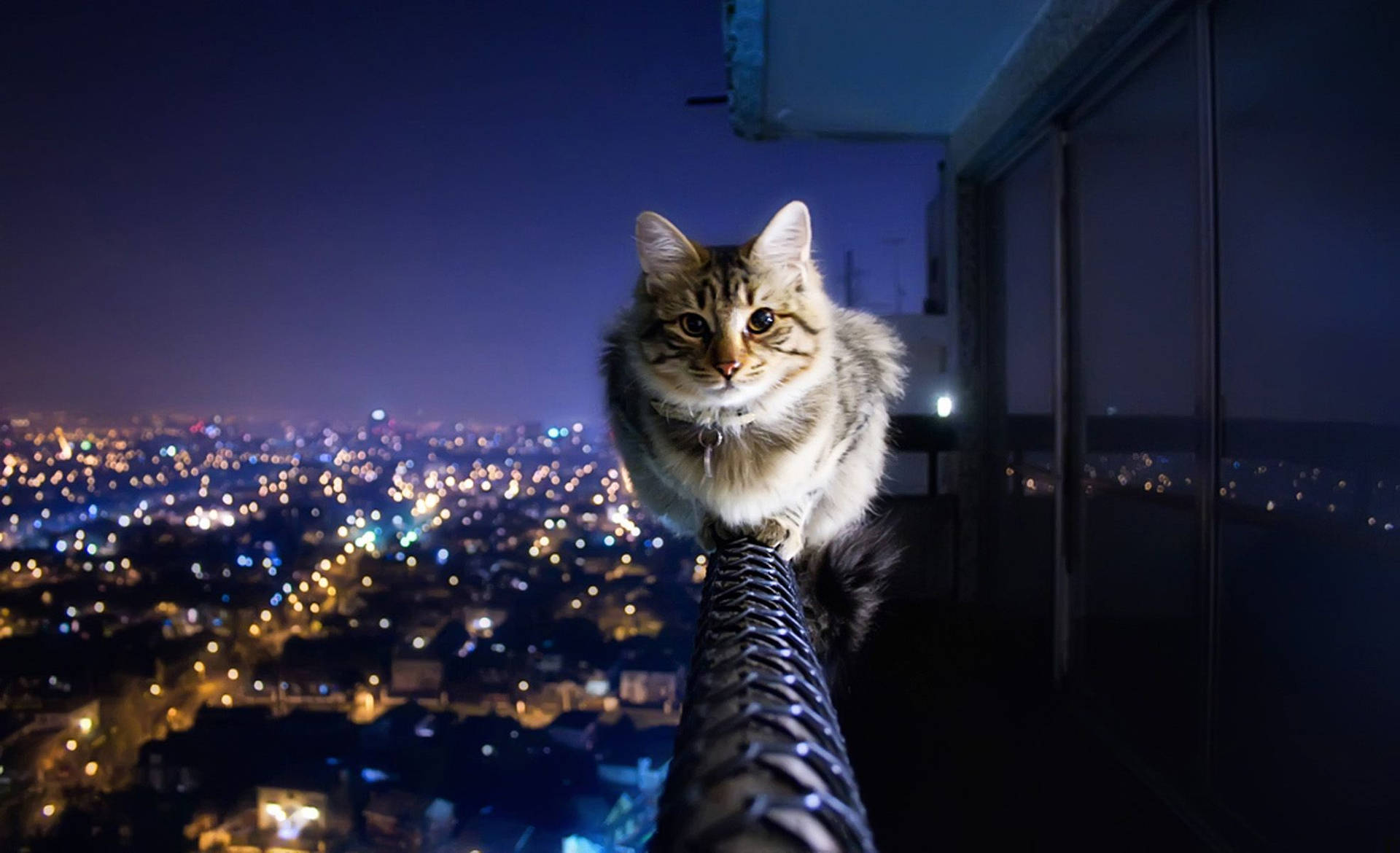 HD wallpaper of cat overlooking city view at night.  